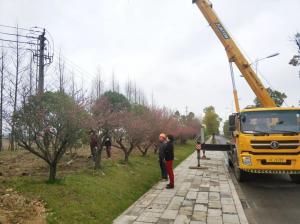  外環(huán)線道路景觀工程二、三標(biāo)段進行補植復(fù)綠工作